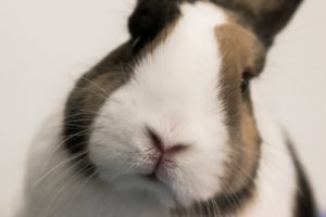 College Degrees for Animal Lovers