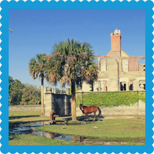 7.Popular Spring Break Destinations-Cumberland Island