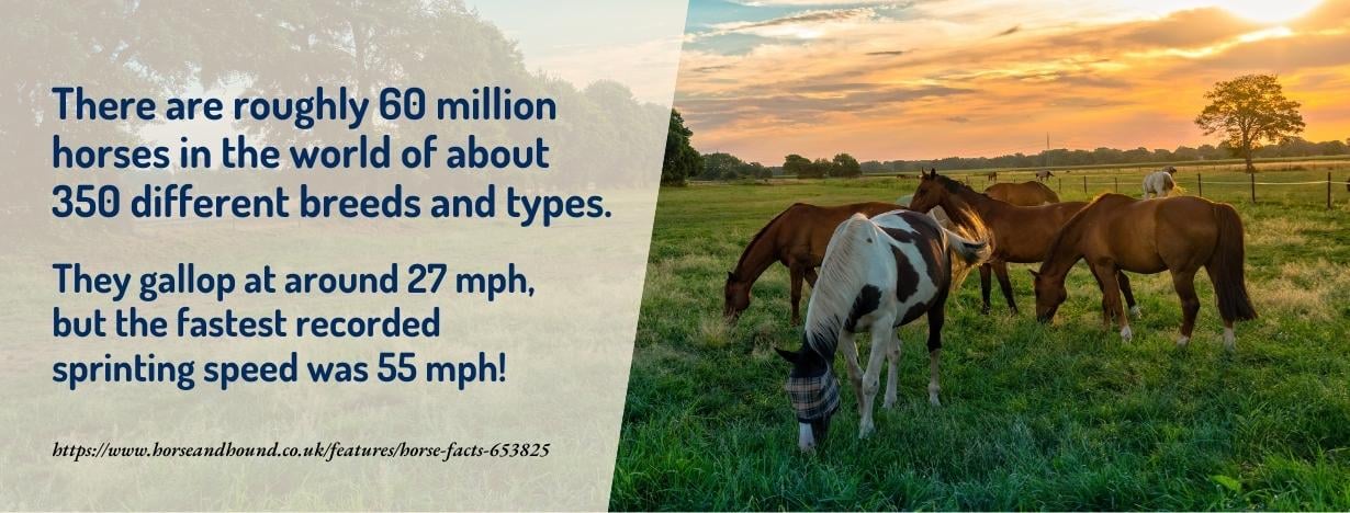 Best Equine Studies Courses - fact