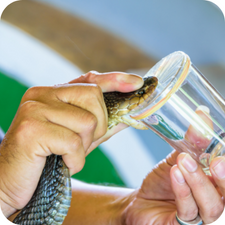 Snake Milkers