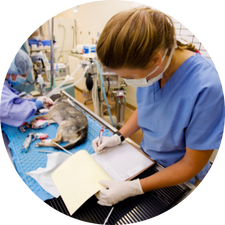 Veterinary Science - Degrees That Consistently Earn 6 Figure Incomes