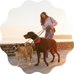 Dog Walker - Best College Side Hustles That Pay Good Money